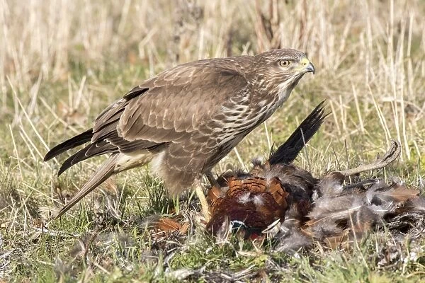 Common Buzzard scavenging dead Pheasant. Suffolk