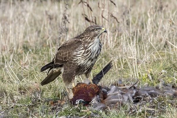 Common Buzzard scavenging dead Pheasant. Suffolk