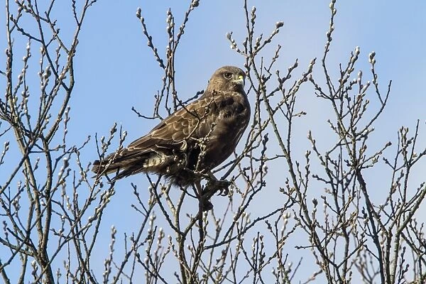 Common Buzzard on Willow tree in early spring
