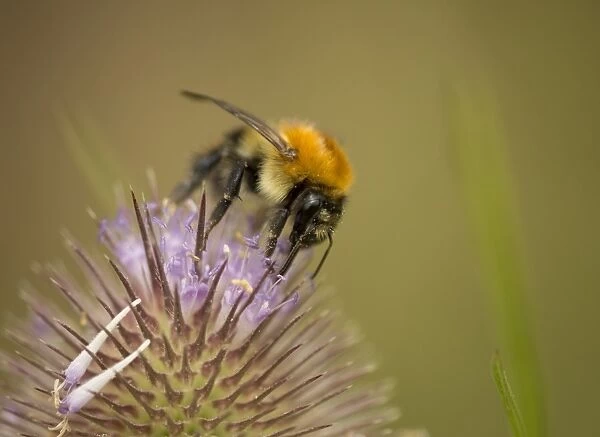 Common Carder Bumblebee (Bombus pascuorum) adult, worker feeding on flower, England, July