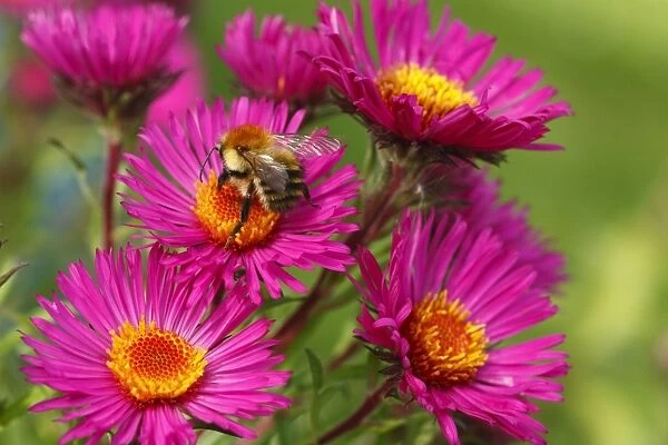 Common Carder Bumblebee (Bombus pascuorum) adult, feeding on Michaelmas Daisy (Aster novae-angliae) flowers in garden, Powys, Wales, september