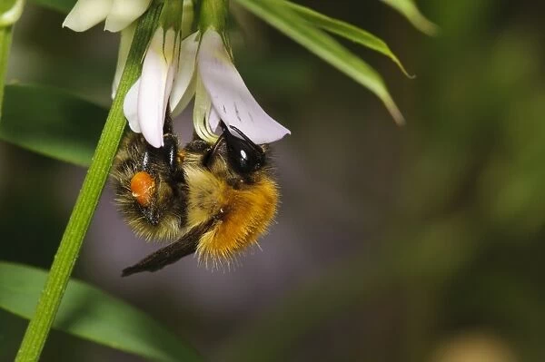 Common Carder Bumblebee (Bombus pascuorum) adult, with pollen basket on leg