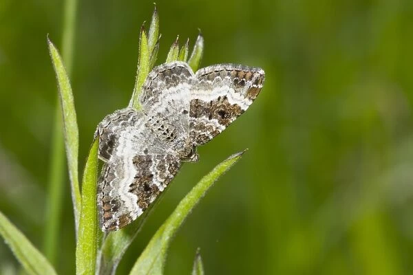 Common Carpet (Epirrhoe alternata) adult, resting on Common Cleavers (Galium aparine) larval foodplant, Hampshire