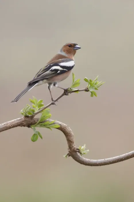 Framed Print : Common Chaffinch (Fringilla coelebs) adult male, perched on twig, West Yorkshire, England, March Framed Print : Common Chaffinch (Fringilla coelebs) adult male, perched on twig, West Yorkshire, England, March