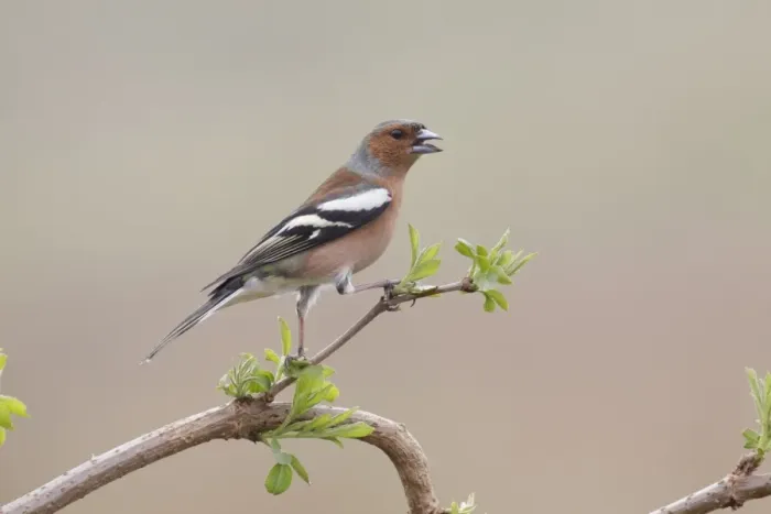 Framed Print : Common Chaffinch (Fringilla coelebs) adult male, with beak open, panting to lose heat, perched on twig, West Yorkshire Framed Print : Common Chaffinch (Fringilla coelebs) adult male, with beak open, panting to lose heat, perched on twig, West Yorkshire