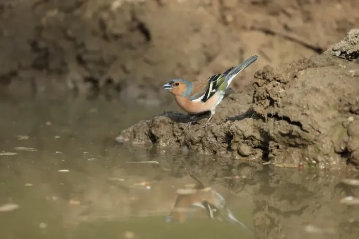 Framed Print : Common Chaffinch (Fringilla coelebs) adult male, drinking at puddle, Norfolk, England, April Framed Print : Common Chaffinch (Fringilla coelebs) adult male, drinking at puddle, Norfolk, England, April