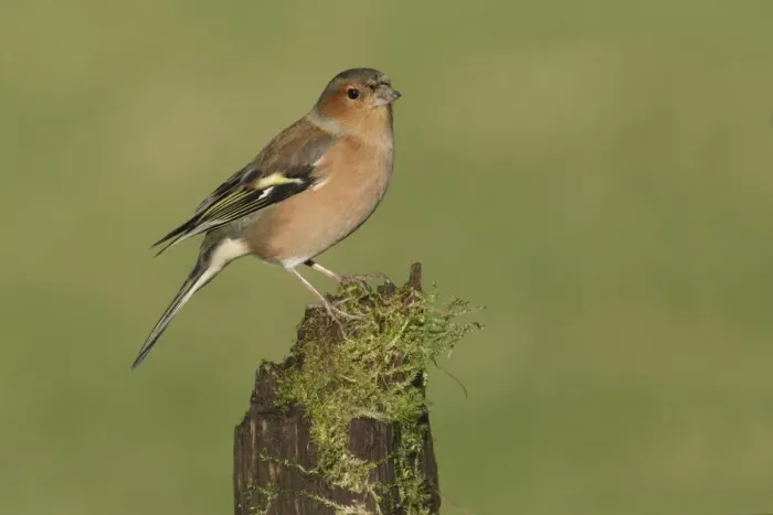 Framed Print : Common Chaffinch (Fringilla coelebs) adult male, perched on mossy stump, West Yorkshire, England, December