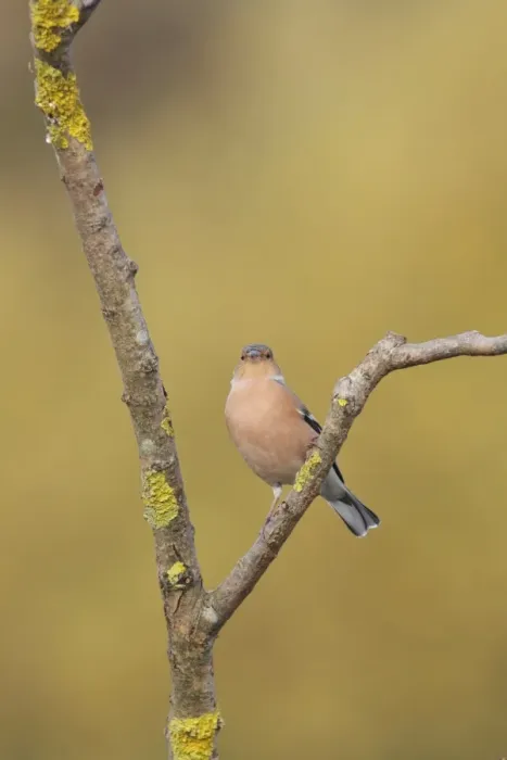 Framed Print : Common Chaffinch (Fringilla coelebs) adult male, perched on lichen covered twig, West Yorkshire, England, November