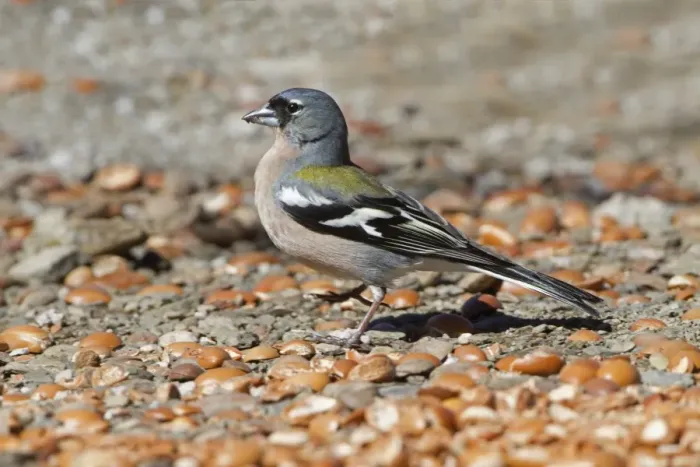 Framed Print : Common Chaffinch (Fringilla coelebs africana) North African subspecies, adult male, feeding on ground, Morocco, March Framed Print : Common Chaffinch (Fringilla coelebs africana) North African subspecies, adult male, feeding on ground, Morocco, March