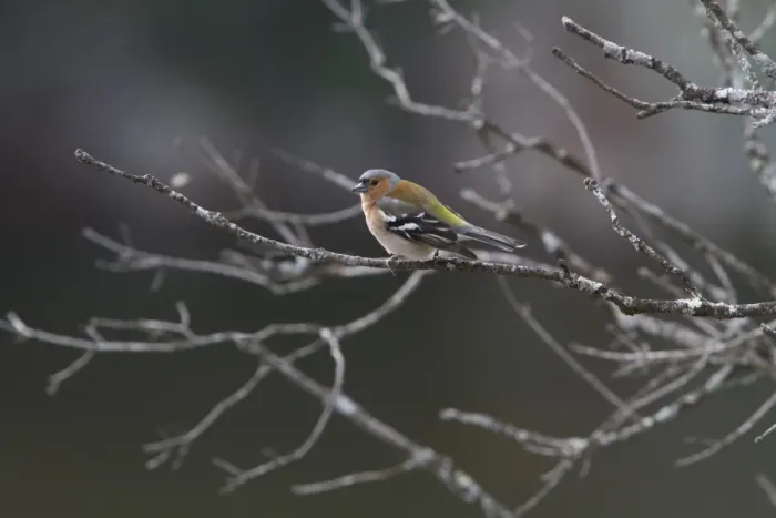 Framed Print : Common Chaffinch Male Framed Print : Common Chaffinch Male