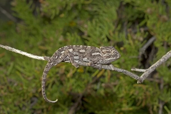 Common Chameleon (Chamaeleo chamaeleon) adult, climbing along twig, Malta, November