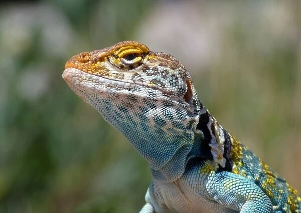 Common Collared Lizard (Crotaphytus collaris auriceps) Yellow-headed race, adult male, close-up of head