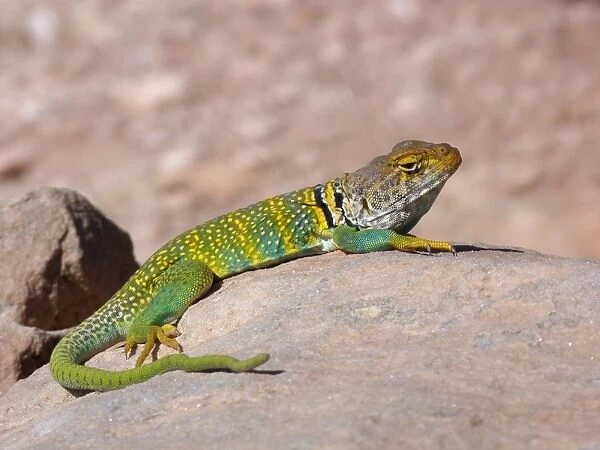 Common Collared Lizard (Crotaphytus collaris auriceps) Yellow-headed race, adult male, basking on rock, Arches N. P