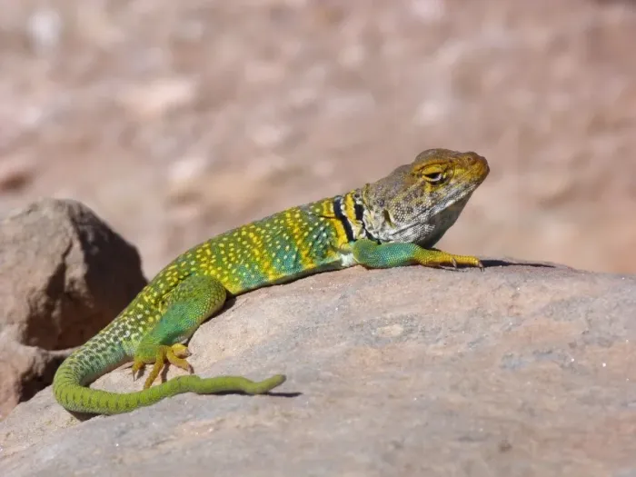 Framed Print : Common Collared Lizard (Crotaphytus collaris auriceps) Yellow-headed race, adult male, basking on rock, Arches N. P