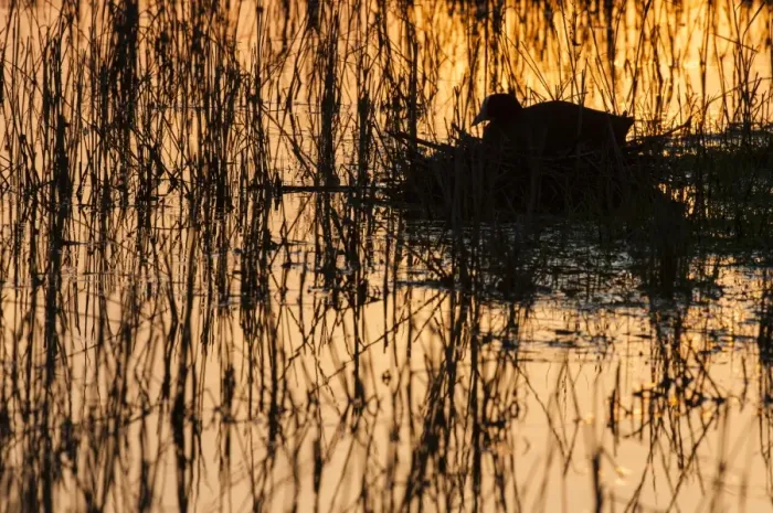 Framed Print : Common Coot (Fulica atra) adult, sitting on nest at sunset, Elmley Marshes N. N. R Framed Print : Common Coot (Fulica atra) adult, sitting on nest at sunset, Elmley Marshes N. N. R