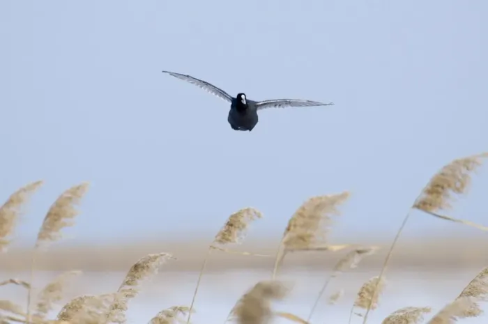 Framed Print : Common Coot (Fulica atra) adult, in flight over reedbed, Norfolk, England, winter