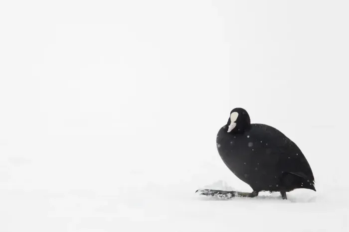 Framed Print : Common Coot (Fulica atra) adult, walking across fresh snow during light snow shower, Telford, Shropshire, England, winter Framed Print : Common Coot (Fulica atra) adult, walking across fresh snow during light snow shower, Telford, Shropshire, England, winter