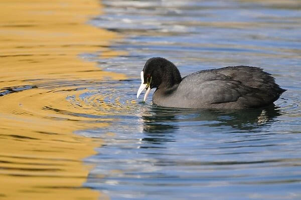 Common Coot (Fulica atra) adult, feeding on weed in water, Italy, february