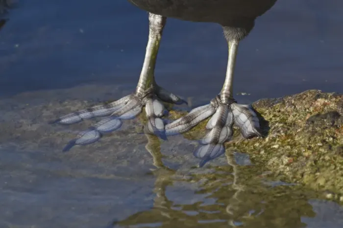 Framed Print : Common Coot (Fulica atra) adult, close-up of lobed feet, Norfolk, England, february Framed Print : Common Coot (Fulica atra) adult, close-up of lobed feet, Norfolk, England, february