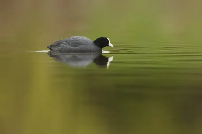 Framed Print : Common Coot (Fulica atra) adult, swimming across lake, Shropshire, England, march Framed Print : Common Coot (Fulica atra) adult, swimming across lake, Shropshire, England, march