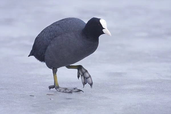 Common Coot (Fulica atra) adult, walking on surface of frozen lake, West Yorkshire, England, february