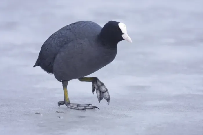 Framed Print : Common Coot (Fulica atra) adult, walking on surface of frozen lake, West Yorkshire, England, february Framed Print : Common Coot (Fulica atra) adult, walking on surface of frozen lake, West Yorkshire, England, february