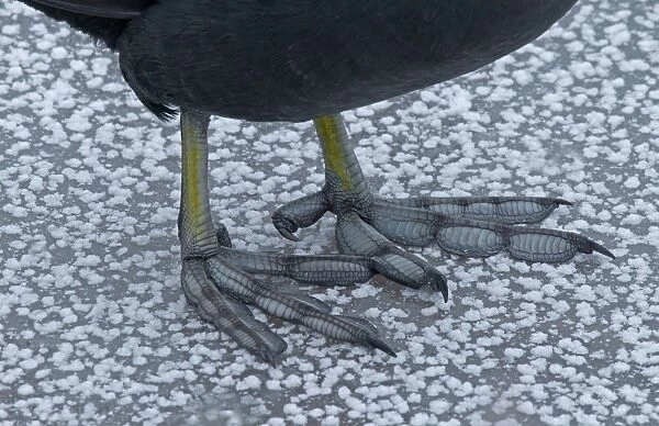 Common Coot (Fulica atra) adult, close-up of lobed feet, standing on ice, Merseyside, England, december