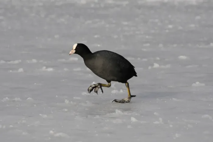 Framed Print : Common Coot (Fulica atra) adult, walking on ice, Norfolk, England, February