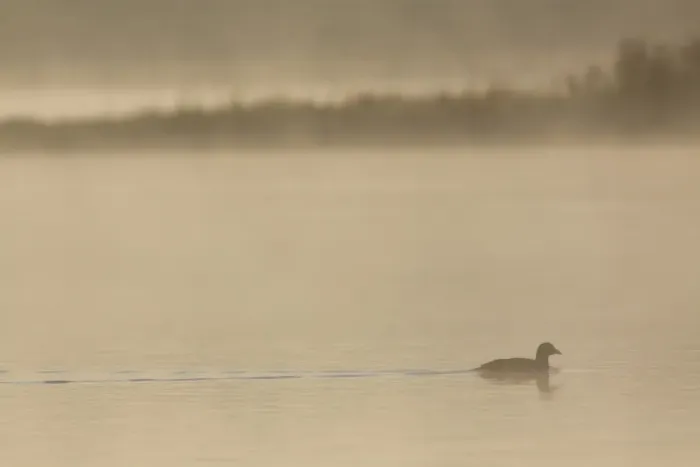 Framed Print : Common Coot (Fulica atra) adult, swimming on lake in early morning mist, West Yorkshire, England, July