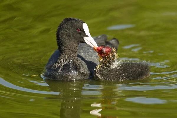 Common Coot (Fulica atra) adult feeding chick, swimming, Two Tree Island Nature Reserve, Essex, England, may