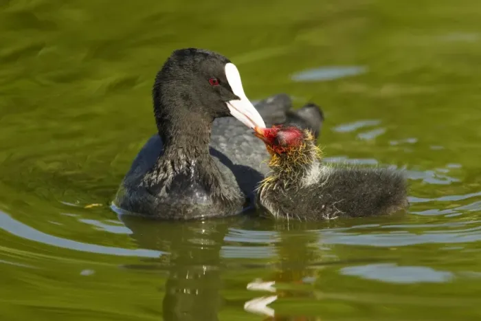 Framed Print : Common Coot (Fulica atra) adult feeding chick, swimming, Two Tree Island Nature Reserve, Essex, England, may