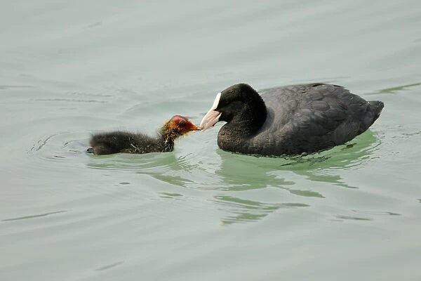 Common Coot (Fulica atra) adult feeding young, swimming, Italy, june