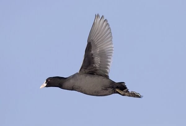 Common Coot (Fulica atra) adult, in flight, Norfolk, England, winter