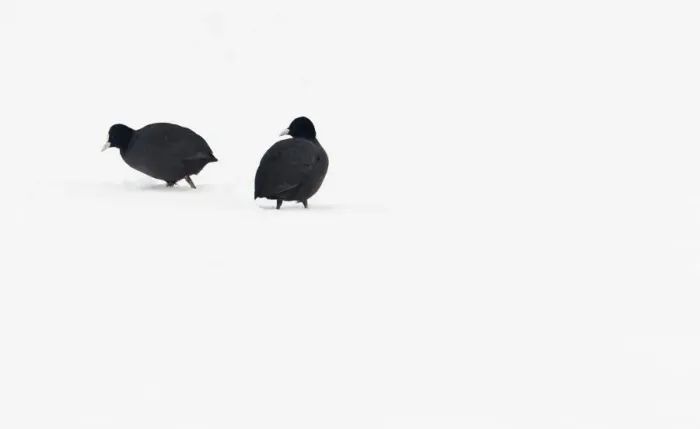 Framed Print : Common Coot (Fulica atra) adult pair, walking across fresh snow, Telford, Shropshire, England, winter Framed Print : Common Coot (Fulica atra) adult pair, walking across fresh snow, Telford, Shropshire, England, winter