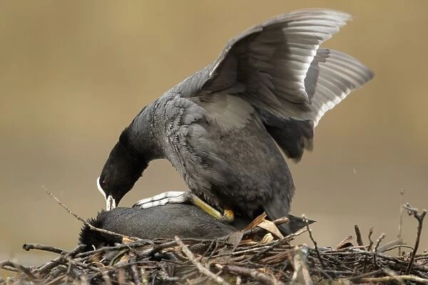 Common Coot (Fulica atra) adult pair, mating on floating nest, Shropshire, England