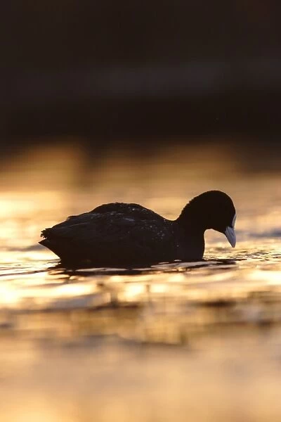 Common Coot (Fulica atra) adult, swimming, silhouetted at sunrise, Yorkshire, England, january