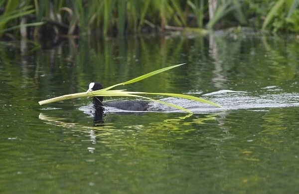 Common Coot (Fulica atra) adult, swimming, carrying nesting material in beak, Yorkshire, England, may