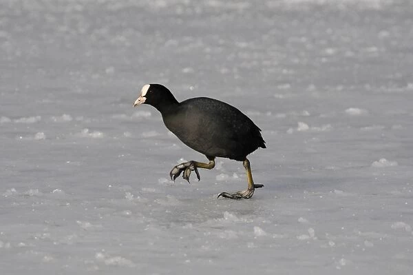 Common Coot (Fulica atra) adult, walking on ice, Norfolk, England, February