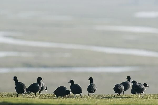 Common Coot (Fulica atra) adults, flock feeding on grazing marsh, North Kent Marshes, Kent, England, february