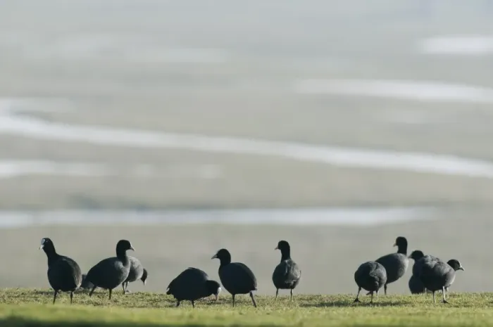 Framed Print : Common Coot (Fulica atra) adults, flock feeding on grazing marsh, North Kent Marshes, Kent, England, february