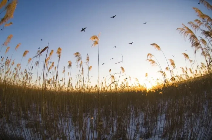 Framed Print : Common Coot (Fulica atra) adults, in flight, gathering in reedbed habitat to roost at dusk, England, winter Framed Print : Common Coot (Fulica atra) adults, in flight, gathering in reedbed habitat to roost at dusk, England, winter