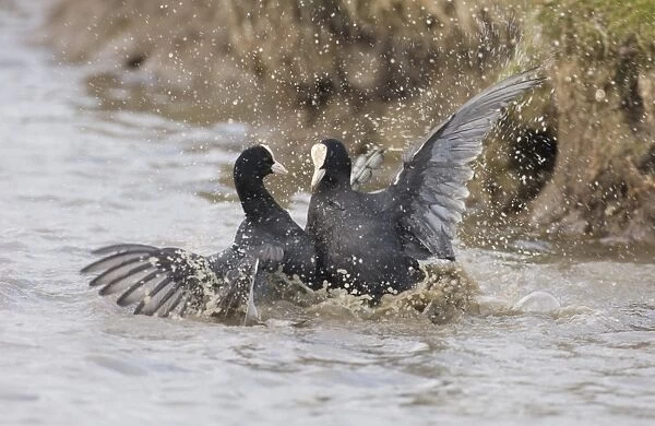 Common Coot (Fulica atra) two adults, fighting in territorial dispute, Norfolk, England, spring