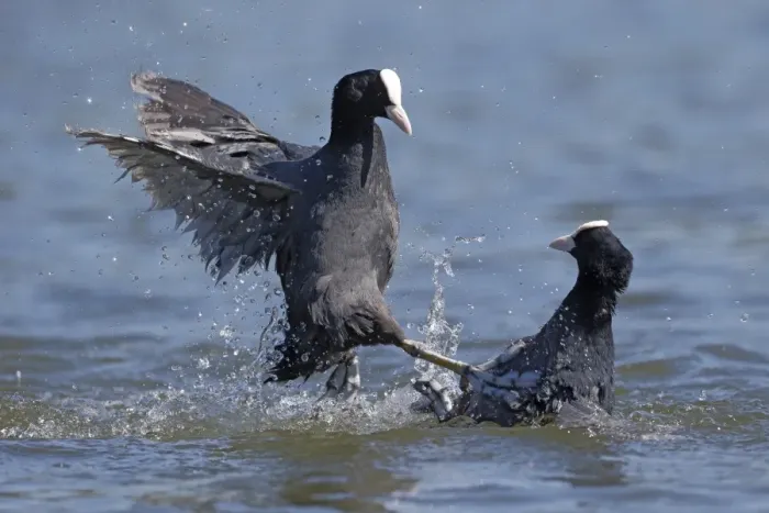 Framed Print : Common Coot (Fulica atra) two adults, fighting on water, Hertfordshire, England, May