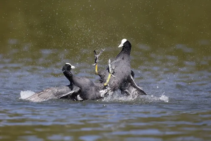 Framed Print : Common Coot (Fulica atra) two adults, fighting on water, Hertfordshire, England, May Framed Print : Common Coot (Fulica atra) two adults, fighting on water, Hertfordshire, England, May