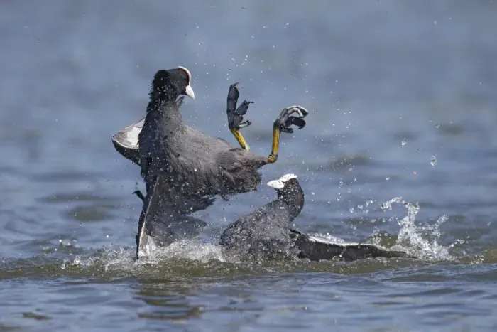 Framed Print : Common Coot (Fulica atra) two adults, fighting on water, Hertfordshire, England, May Framed Print : Common Coot (Fulica atra) two adults, fighting on water, Hertfordshire, England, May