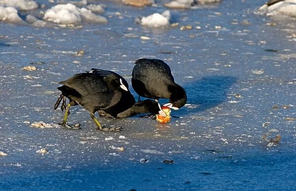 Common Coot (Fulica atra) three adults, feeding on apple, squabbling over food on ice, Merseyside, England, december