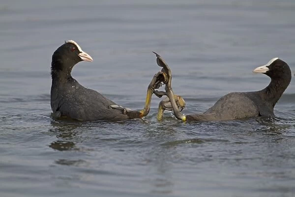 Common Coot (Fulica atra) two adults, fighting in water, Norfolk, England