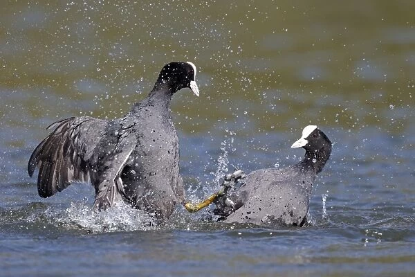 Common Coot (Fulica atra) two adults, fighting on water, Hertfordshire, England, May