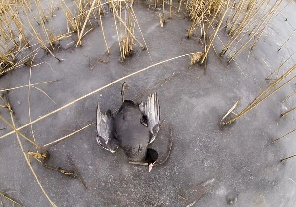 Common Coot (Fulica atra) dead adult, victim of cold weather, on frozen lake, Bulgaria, february
