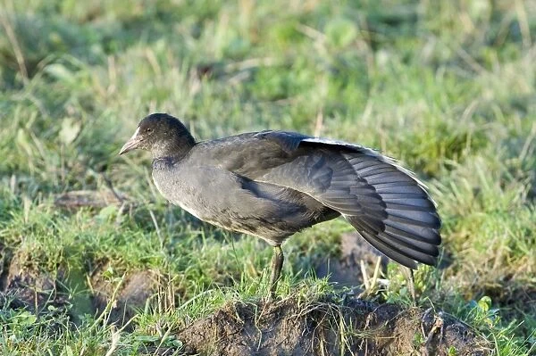 Common Coot (Fulica atra) juvenile, stretching wing, Cley, Norfolk, England, october